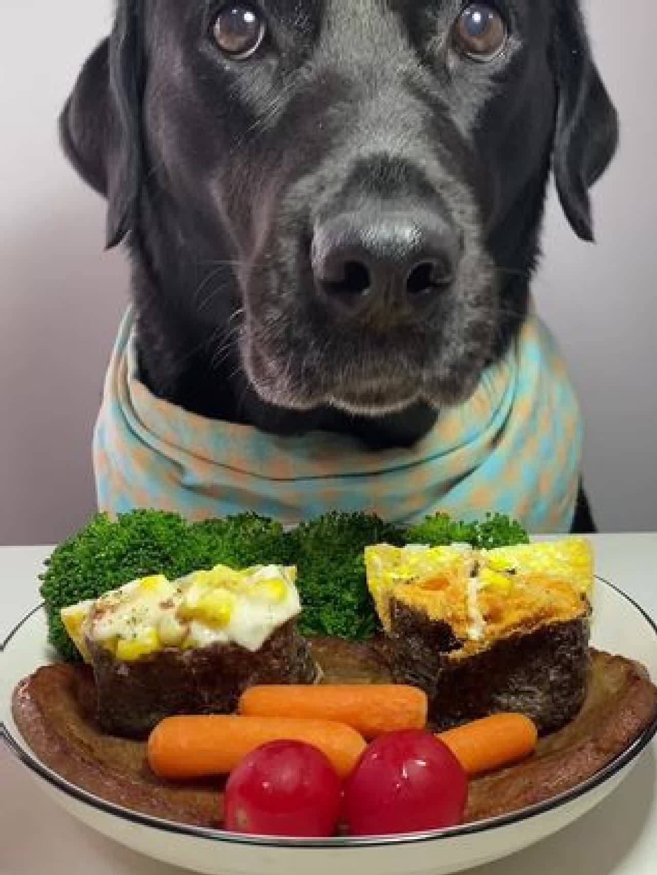 拉布拉多 #狗吃的比我好系列 #干饭狗的日常 #当你有只嘴馋小狗